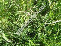 Ranunculus acris subsp. acris