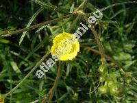 Ranunculus acris subsp. acris