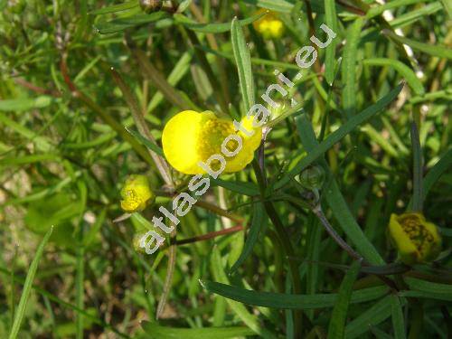 Ranunculus auricomus L. (Ranunculus auricomus agg.)