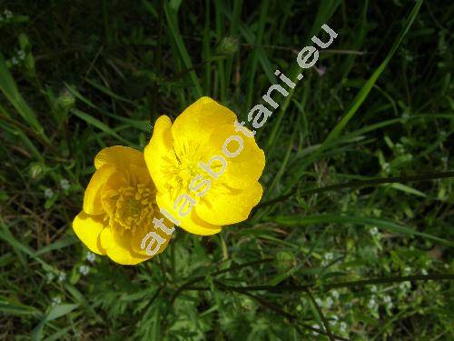 Ranunculus bulbosus L.