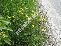 Ranunculus bulbosus L.