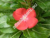 Catharanthus roseus (Catharanthus roseus (L.) Don, Vinca rosea L., Lochnera rosea (L.) Rchb. ex Schum.)