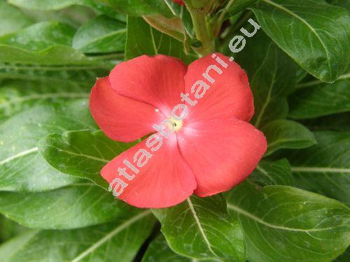 Catharanthus roseus (Catharanthus roseus (L.) Don, Vinca rosea L., Lochnera rosea (L.) Rchb. ex Schum.)