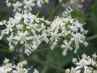 Heracleum sphondylium L. (Pastinaca sphondylium (L.) Cales.)