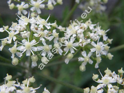 Heracleum sphondylium L. (Pastinaca sphondylium (L.) Cales.)