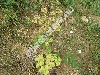 Heracleum sphondylium L. (Pastinaca sphondylium (L.) Cales.)