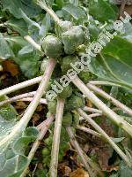 Brassica oleracea var. gemmifera (Brassica oleracea L. var. gemmifera DC.)