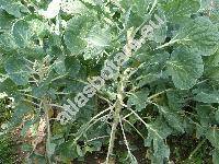 Brassica oleracea var. gemmifera (Brassica oleracea L. var. gemmifera DC.)