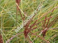 Miscanthus sinensis 'Gracillimus'