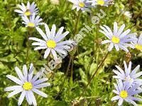 Felicia amelloides (Felicia amelloides (L.) Voss, Aster rotundifolius Thunb., Cineraria amelloides L.)