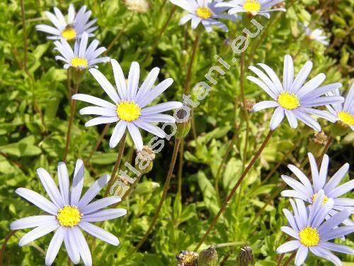 Felicia amelloides (Felicia amelloides (L.) Voss, Aster rotundifolius Thunb., Cineraria amelloides L.)