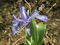 Iris graeberiana (Juno graeberiana (Sealy) Rod.)