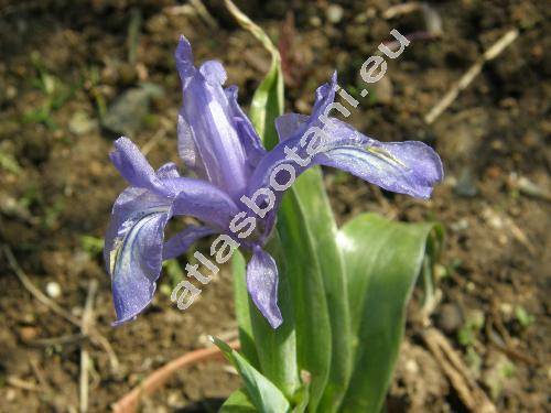 Iris graeberiana (Juno graeberiana (Sealy) Rod.)