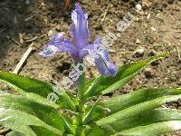 Iris graeberiana (Juno graeberiana (Sealy) Rod.)