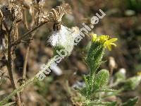 Senecio viscosus L. (Seneciunculus viscosus (L.) Opiz, Jacobaea viscosa (L.) Moench)