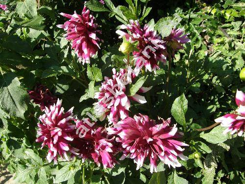 Dahlia pinnata 'Tartan'