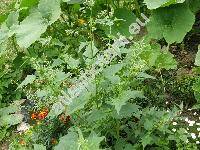 Chenopodium hybridum L.