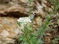 Berteroa incana (L.) DC. (Farsetia incana (L.) Br., Camelina incana (L.) J. et C. Presl, Alyssum incanum L.)