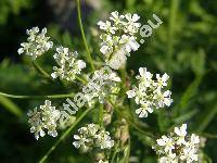 Anthriscus sylvestris (L.) Hoffm. (Chaerefolium sylvestre (L.) Sch. et Thell., Cerefolium sylvestre (L.) Bess.)