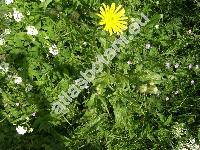 Crepis conyzifolia (Gouan) Kerner (Hieracium grandiflorum All., Soyeria grandiflora (All.) Monn., Crepis grandiflora (All.) Tausch)