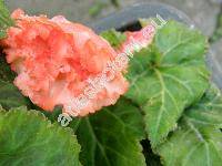 Begonia x tuberhybrida  'Salome'