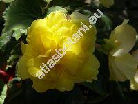 Begonia x tuberhybrida  'Gold'