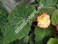 Begonia x tuberhybrida  'Marginata'