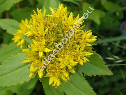 Sedum aizoon L. (Aizopsis aizoon (L.) Grulich)