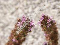 Thymus pulegioides L. (Thymus ovatus Mill., Thymus montanus W. et K. Desc., Thymus chamaedrys Fries.)