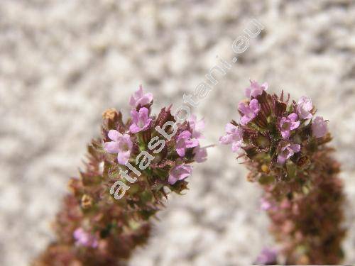 Thymus pulegioides L. (Thymus ovatus Mill., Thymus montanus W. et K. Desc., Thymus chamaedrys Fries.)