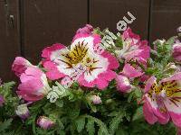 Schizanthus x wisetonensis Low. (Schizanthus pinnatus)