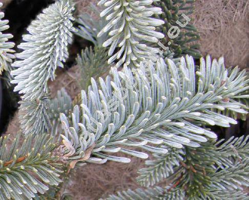 Abies procera Reh. 'Argentea' (Abies nobilis)