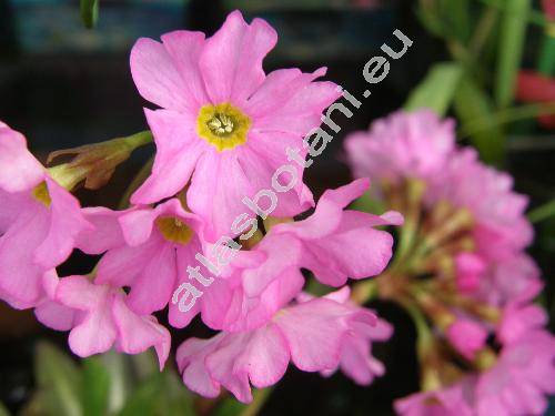 Primula rosea Royle