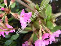 Primula rosea Royle