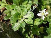 Saxifraga cuneifolia L.