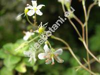 Saxifraga cuneifolia L.