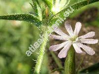 Silene noctiflora L. (Atocion noctiflorum (L.) Opiz, Elisanthe noctiflora (L.) Will., Melandrium noctiflorum (L.) Fries)