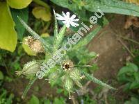 Silene noctiflora L. (Atocion noctiflorum (L.) Opiz, Elisanthe noctiflora (L.) Will., Melandrium noctiflorum (L.) Fries)