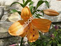 Lilium 'Orange'