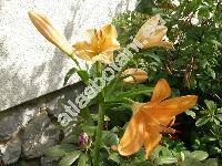 Lilium 'Orange'