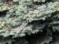 Picea pungens 'Glauca Globosa'