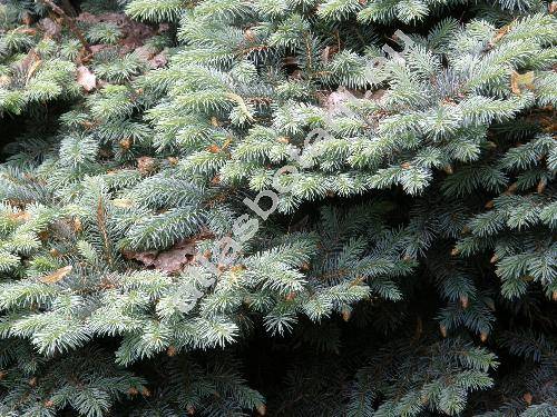 Picea pungens 'Glauca Globosa'