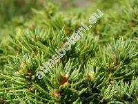 Picea abies 'Pygmaea'