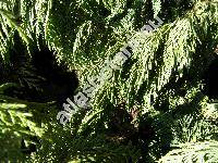 Chamaecyparis nootkatensis (D. Don) Spach 'Pendula'