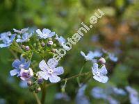 Brunnera macrophylla Johnst. (Anchusa myosotidiflora Lehm., Myosotis macrophylla Adams)