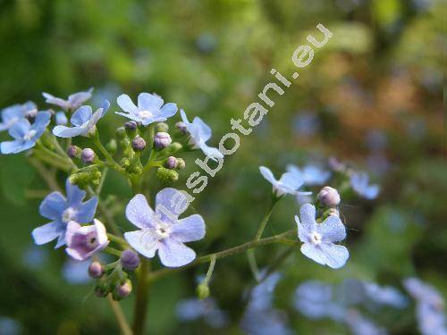 Brunnera macrophylla Johnst. (Anchusa myosotidiflora Lehm., Myosotis macrophylla Adams)