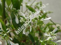 Euphorbia 'Silver Fog' (Chamaesyce, Tithymalus)