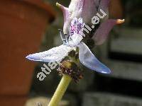 Plectranthus neochilus (Coleus canina, Plectranthus caninus, Coleus caninus)