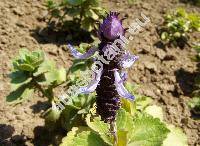 Plectranthus neochilus (Coleus canina, Plectranthus caninus, Coleus caninus)