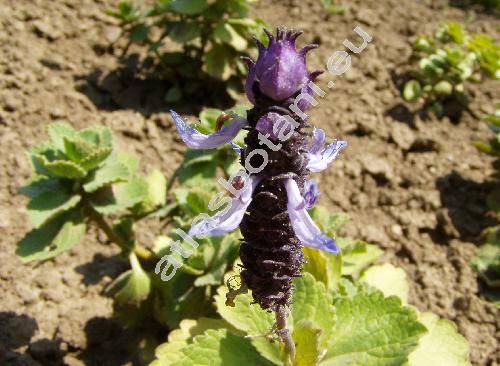 Plectranthus neochilus (Coleus canina, Plectranthus caninus, Coleus caninus)